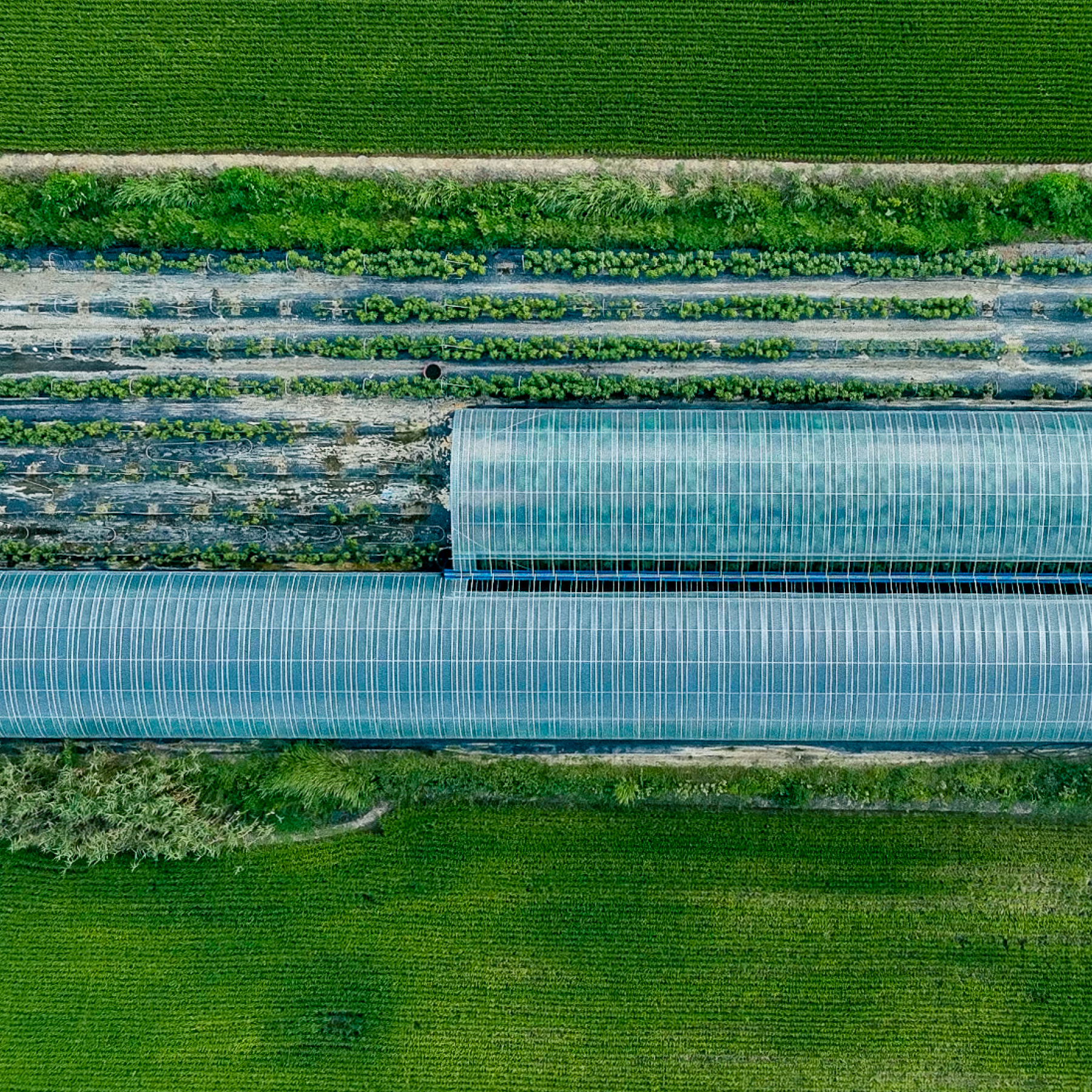 S19 Shampoo Bar (Baobab)